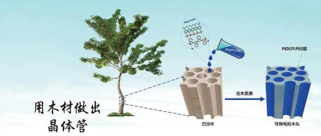 星空体育在线入口用木材做出晶体管(图1)