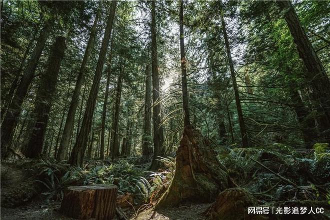 星空体育在线入口木头云橡胶木：品质之选领航木材行业数字化转型(图2)